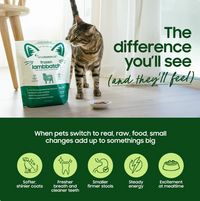 Small Batch Freeze-Dried Turkey Meal Bites for cats displayed in feeding bowl or lifestyle setting.