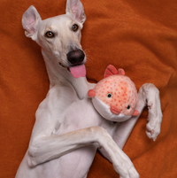 Fluff & Tuff Dottie Puffer Fish dog toy showing detailed stitching and durable construction features.