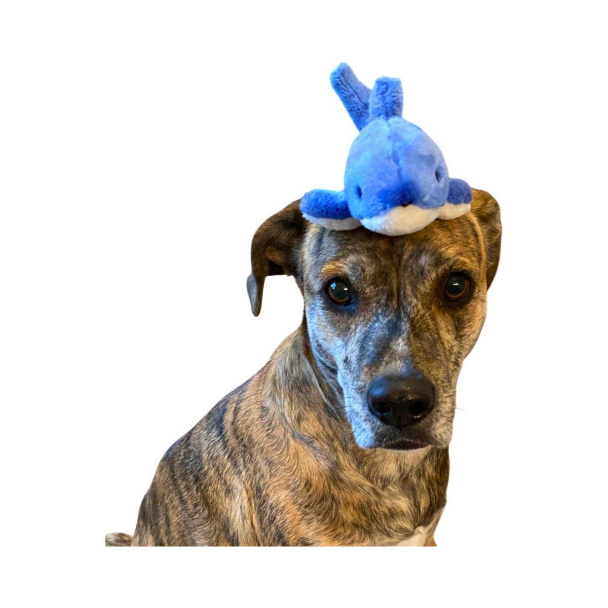 Fluff & Tuff | Baby Bruce Shark