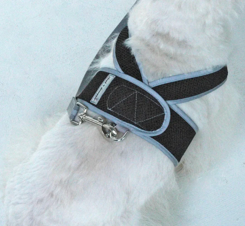 Small dog wearing black Cloak & Dawggie Step-N-Go harness demonstrating the step-in design and secure fit.