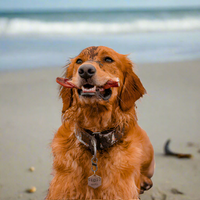 Natural Farms | Braided Bully Stick