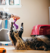 P.L.A.Y.  | Feline Frenzy | Wiggly Wormies