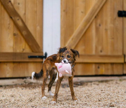 P.L.A.Y. | Barn Buddies | Pig