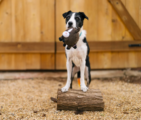 P.L.A.Y. | Barn Buddies | Horse