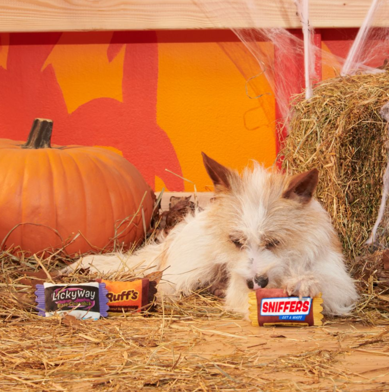 BARK | Howl-O-Ween Candy 3-Pack