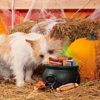 BARK | Howl-O-Ween Candy 3-Pack