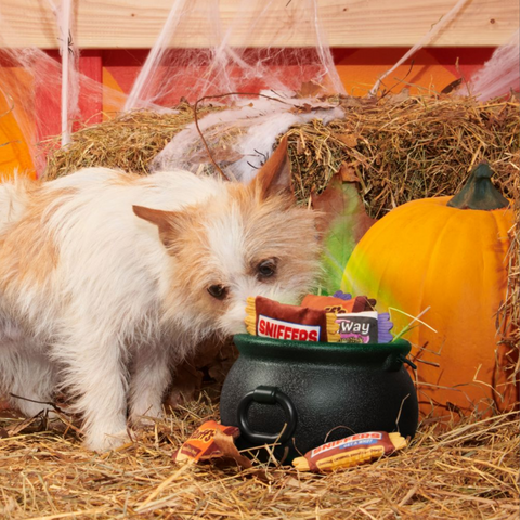 BARK | Howl-O-Ween Candy 3-Pack