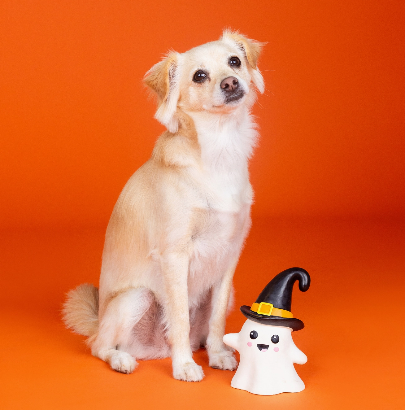 Fringe Studio | Wicked Ghost