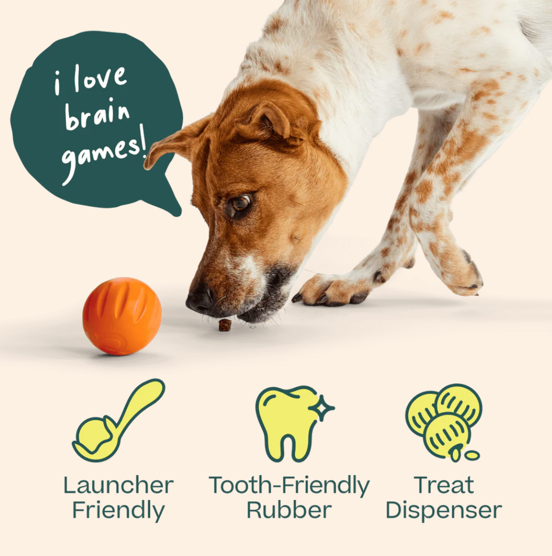 Woof | Forager | Flyball