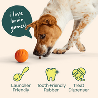 Woof | Forager | Flyball