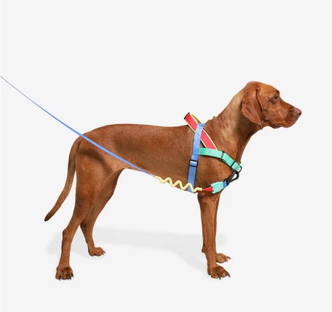 Mellow | SofterWalk Harness