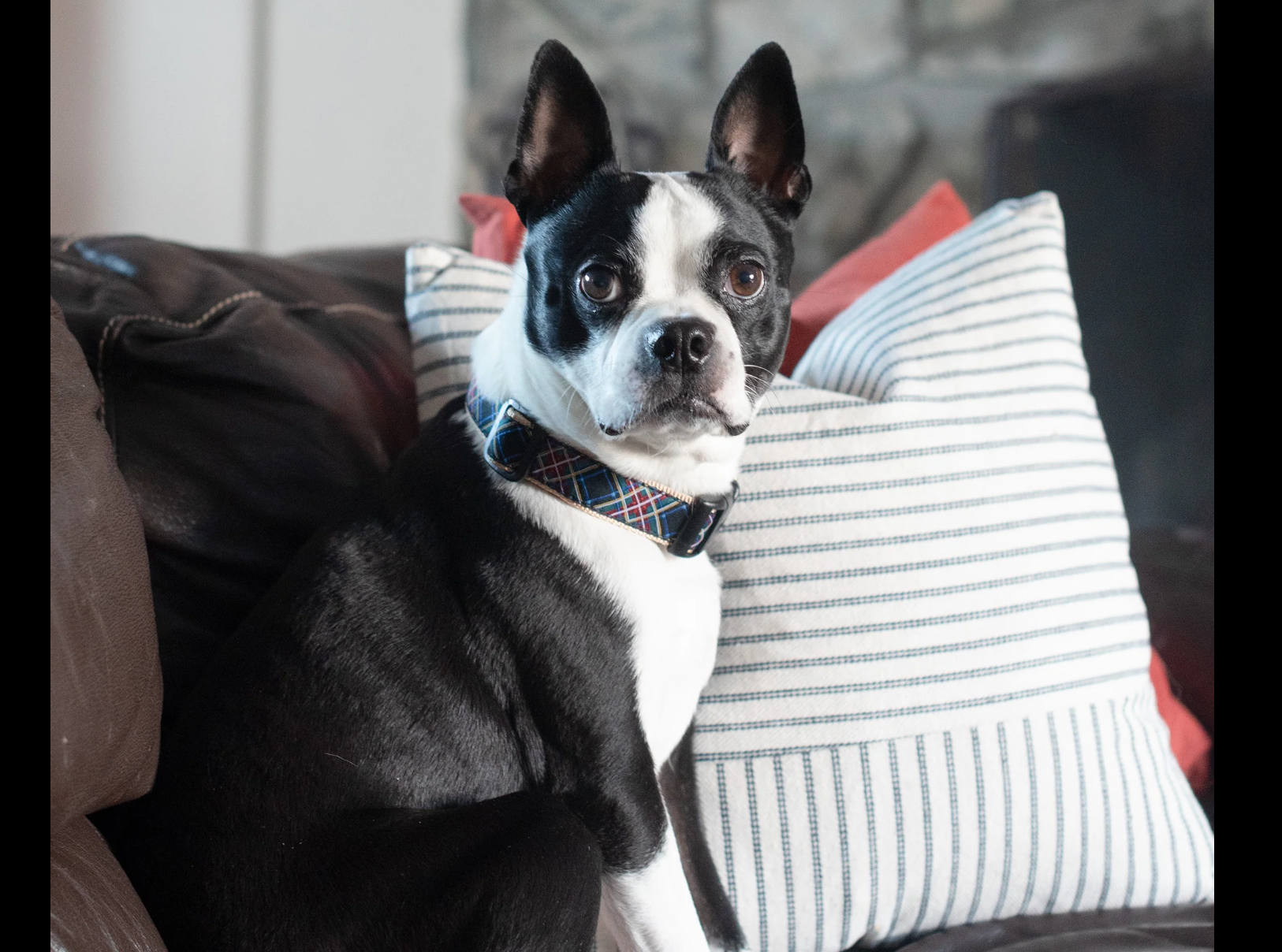 Up Country Black Tartan dog collar shown on a dog during outdoor walk or lifestyle setting.