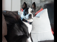 Up Country Black Tartan dog collar shown on a dog during outdoor walk or lifestyle setting.