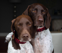 Close-up detail of Up Country Buffalo Check Dog Collar showing red and black plaid pattern on durable nylon webbing.