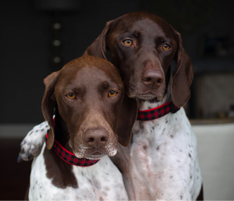 Close-up detail of Up Country Buffalo Check Dog Collar showing red and black plaid pattern on durable nylon webbing.