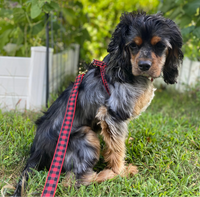 Up Country Buffalo Check Dog Collar showing red and black plaid pattern detail and construction quality.