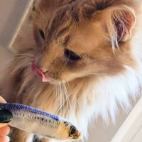 Huxley & Kent Sardine Cat Toy showing textured plush fabric and realistic fish details in close-up view.