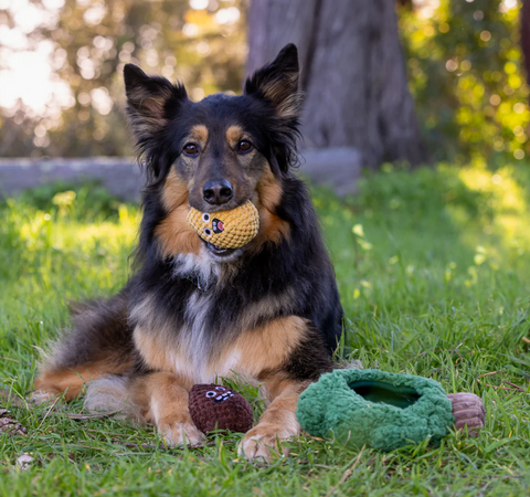 P.L.A.Y. Pine Pals interactive dog toy showing crinkly green tree branches with hidden squeaky pinecone details.