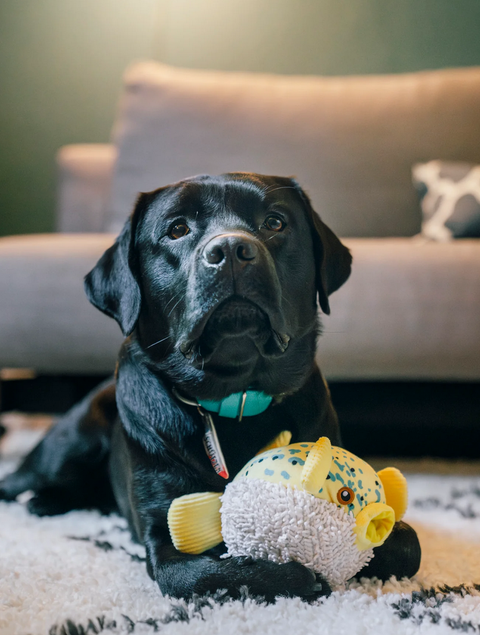 P.L.A.Y. Ocean Buddies puffer fish dog toy showing detailed construction and colorful spiky exterior design.