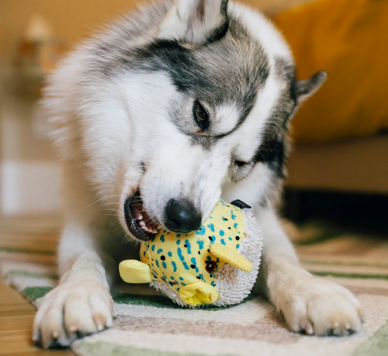 P.L.A.Y. Ocean Buddies Puffer Fish toy showing internal textured squeaker ball revealed through outer plush layer.