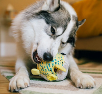 P.L.A.Y. Ocean Buddies Puffer Fish toy showing internal textured squeaker ball revealed through outer plush layer.