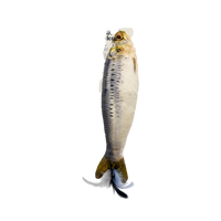 Sardine Kicker Cat Toy