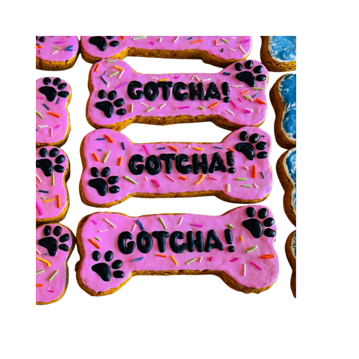 Large Gotcha Cookie