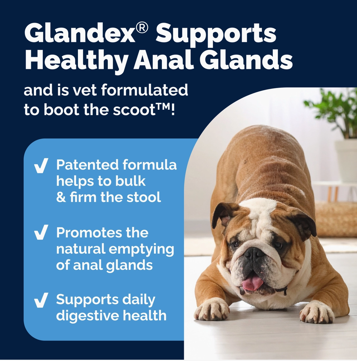 Glandex | Soft Chews | Bacon & Pumpkin 30ct