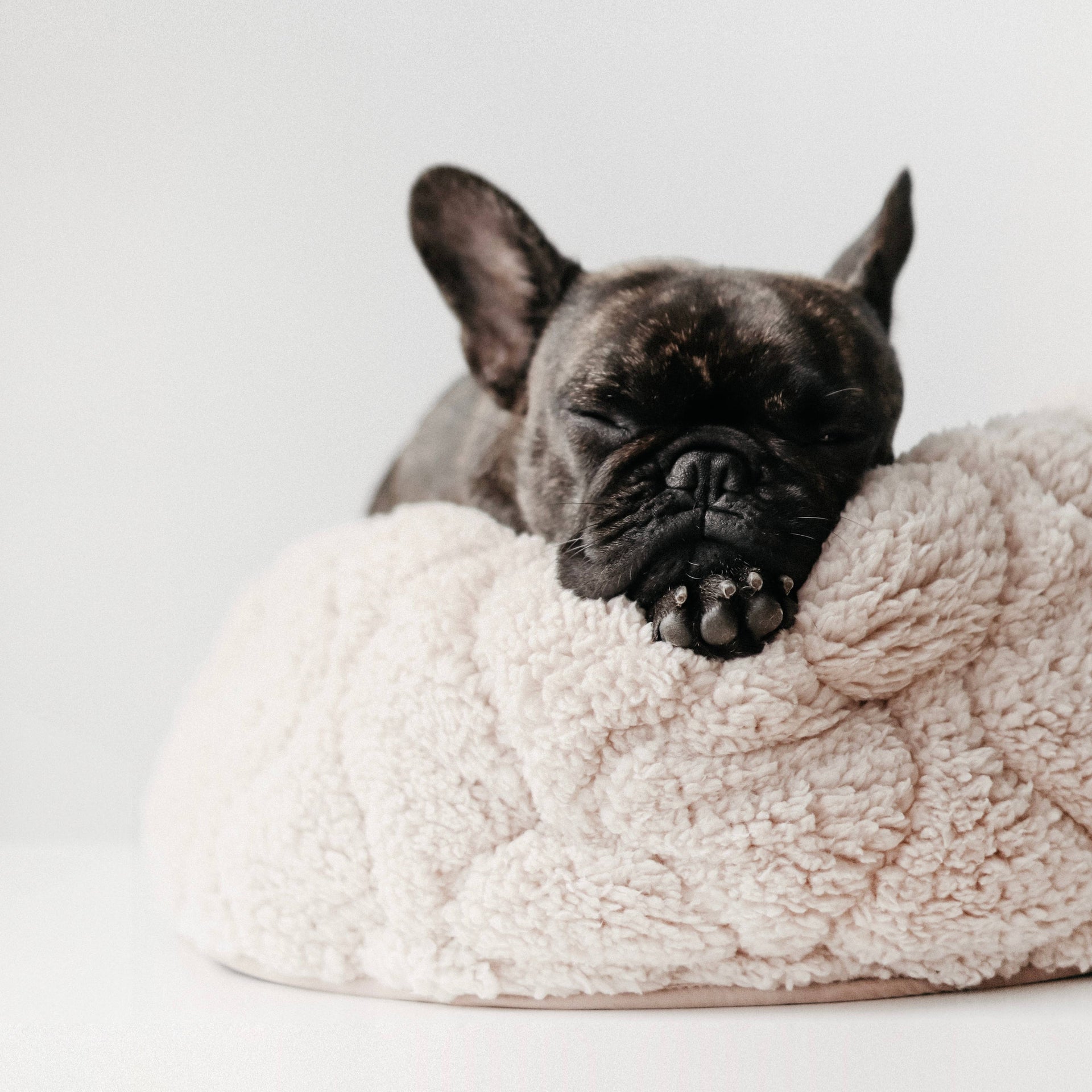 Lambwolf | Taart Pet Bed