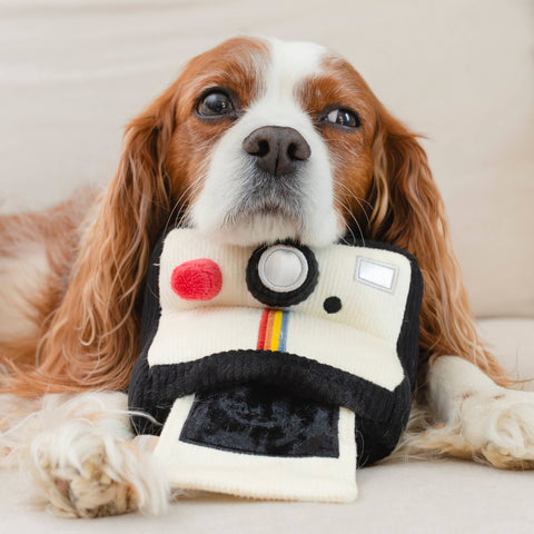 Lambwolf Collective Instant Camera enrichment toy showing plush fabric texture and interactive feeding compartments for dogs.
