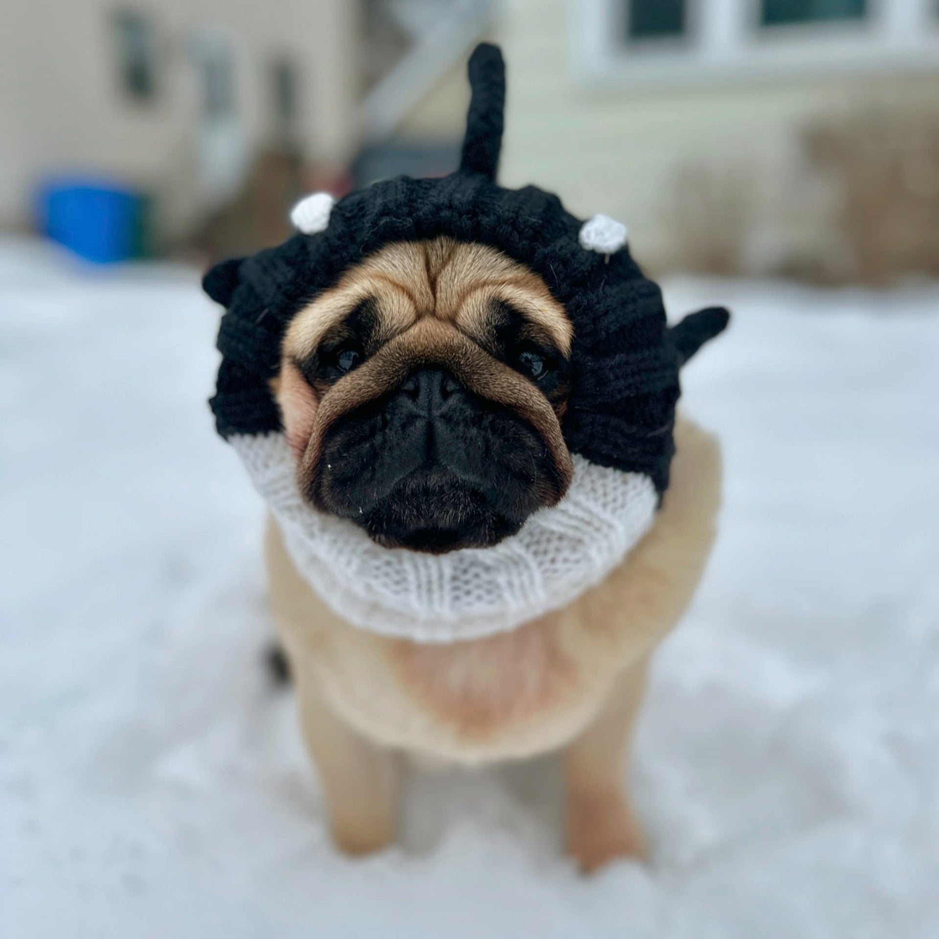 Orca Dog Snood