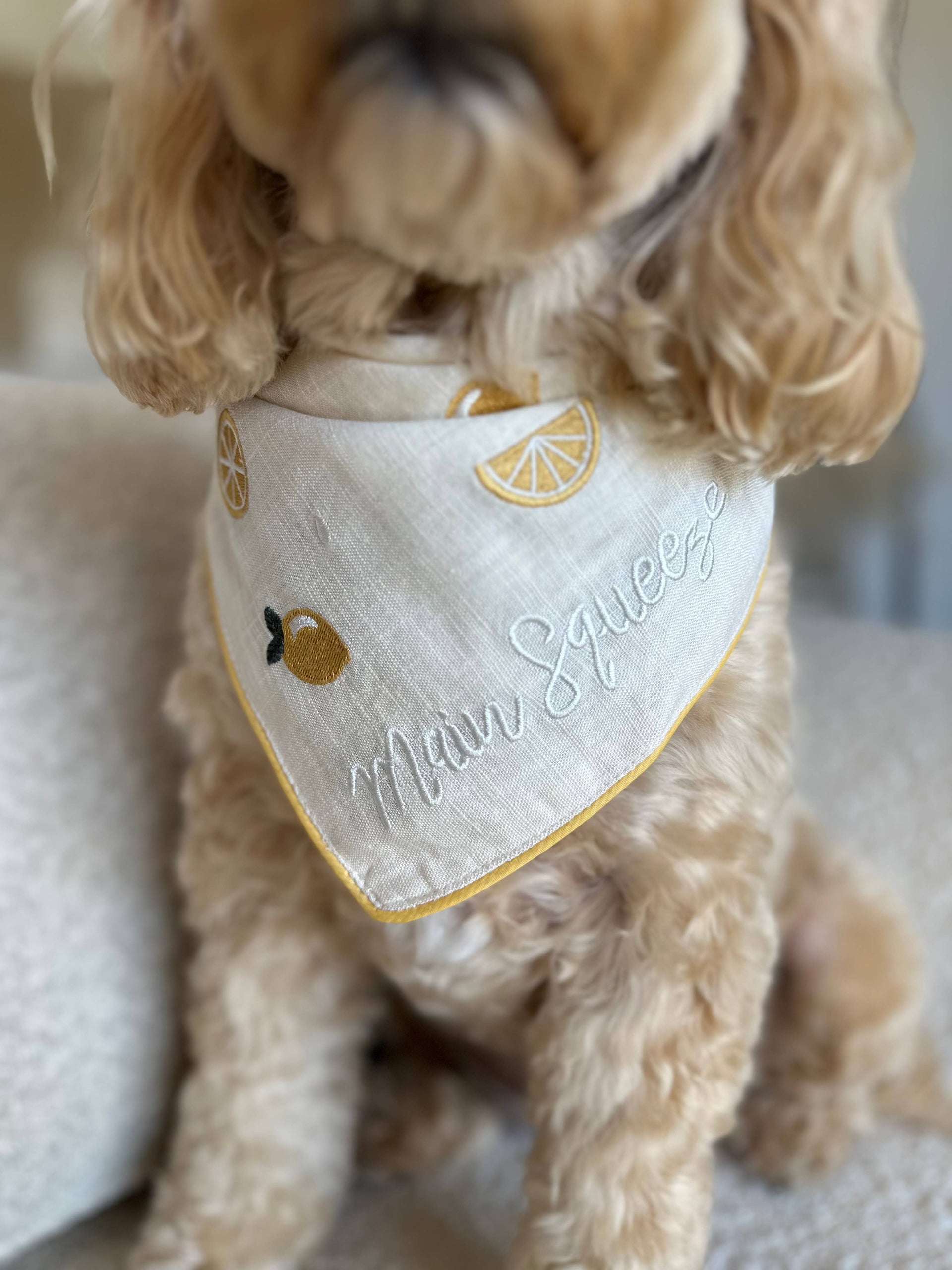 Main Squeeze Dog Bandana