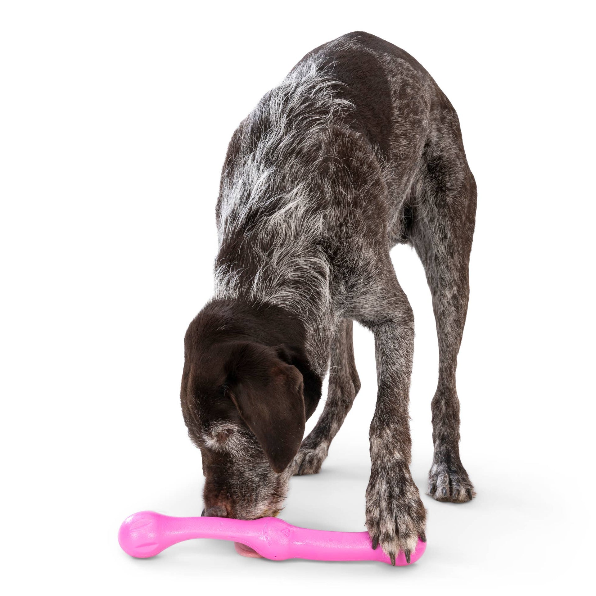 West Paw | Toys | Zwig®