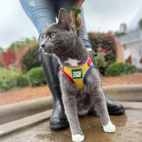 Travel Cat | Harness | Rainbow Harness & Leash Set
