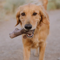 BARK | Super Chewer | Stick