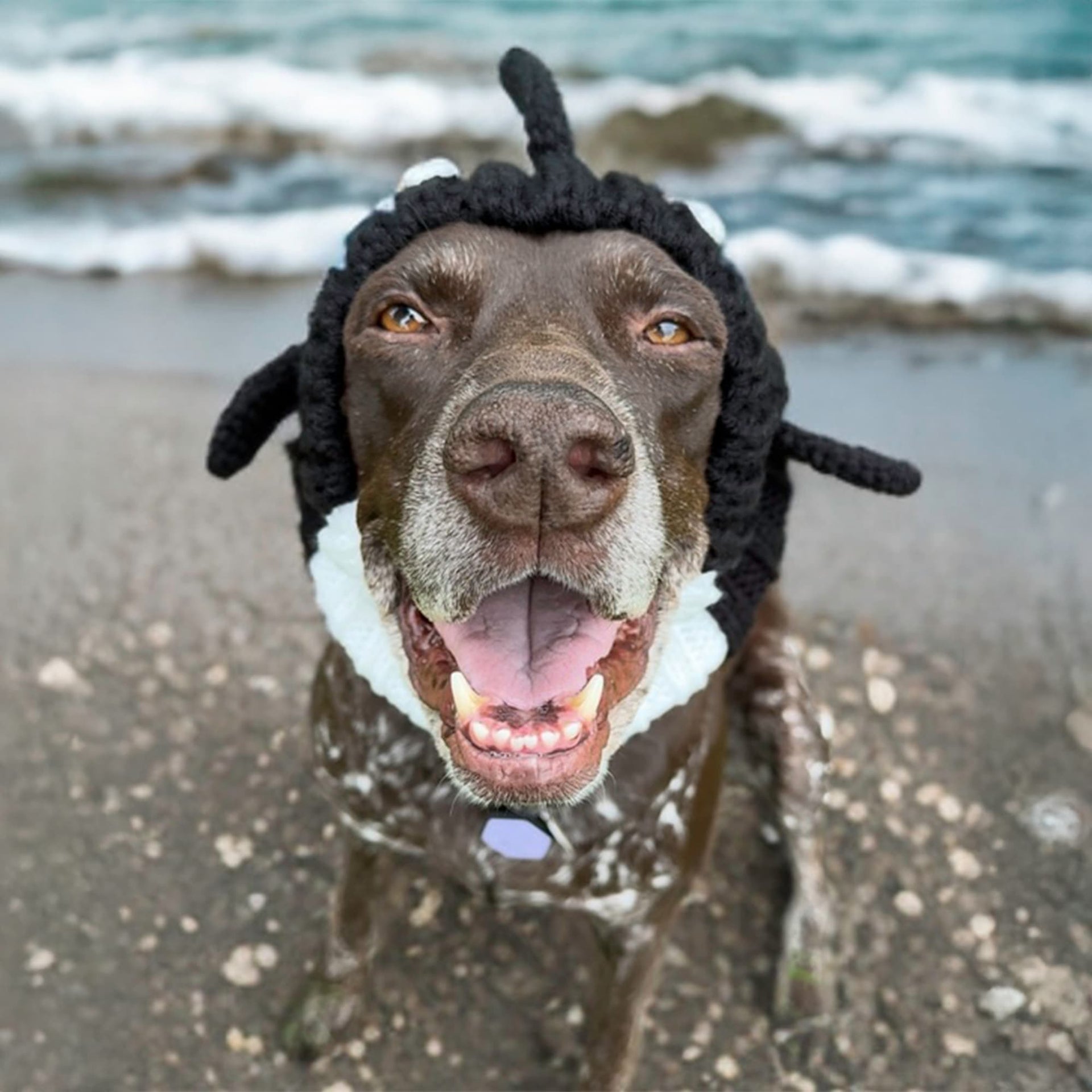Orca Dog Snood