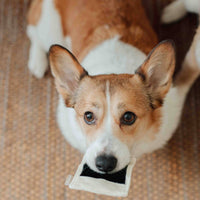Lambwolf Collective Instant Camera enrichment toy showing detailed stitching and plush fabric texture in close-up view.