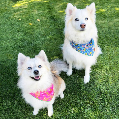 Hot Pink Flowers Pet Bandana