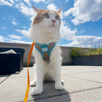 Travel Cat Oasis cat harness showing adjustable straps and Velcro fasteners in detailed side view.