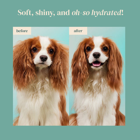 Petora | Rice Water Paw & Facial Shampoo