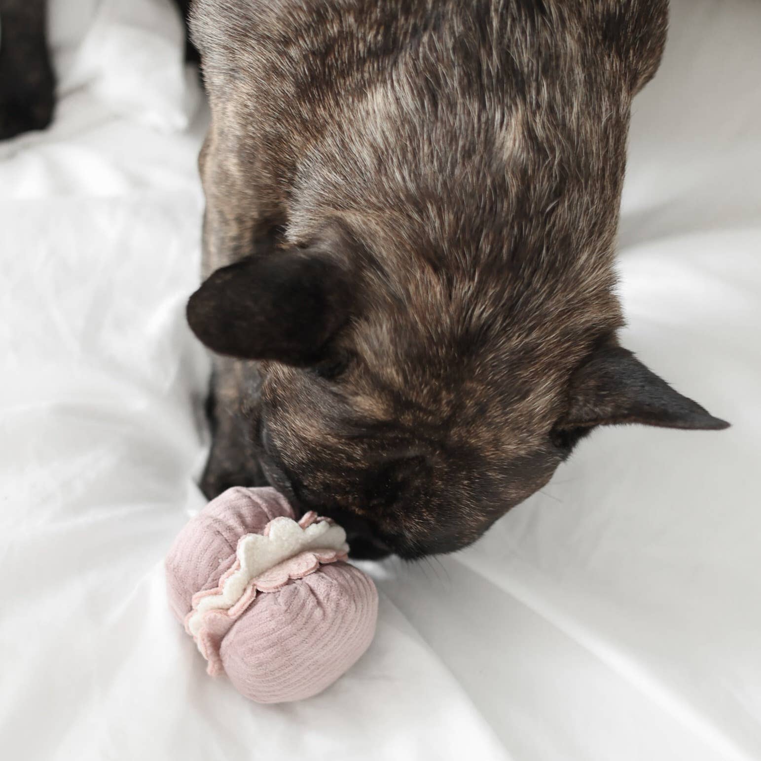 Lambwolf Collective Petite Two enrichment toy set showing French pastry-inspired madeleine and croissant dog toys with snuffle textures.