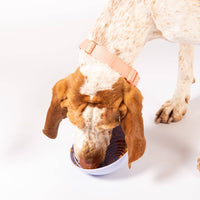 Awoo | Slow Feeder | Wobbowl