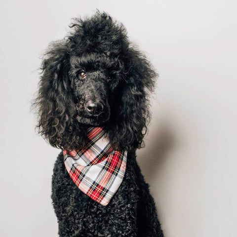 The Worthy Dog Stewart Tartan Bandana showing detailed view of classic red and green plaid pattern.