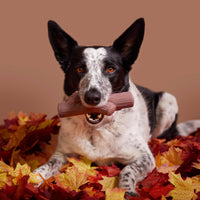 BARK | Super Chewer | Stick