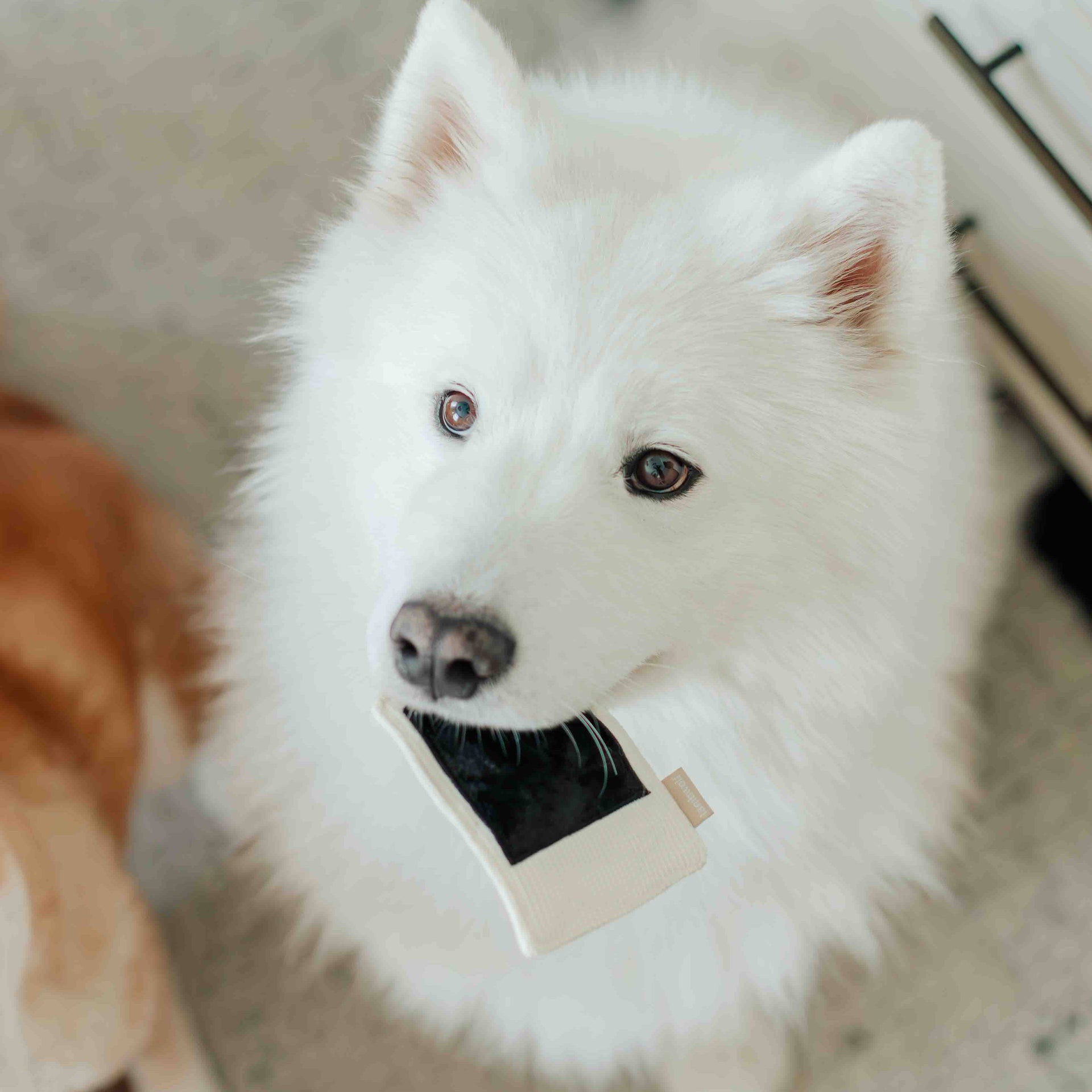 Lambwolf Collective Instant Camera enrichment toy showing internal treat compartments and hiding spots for dogs.