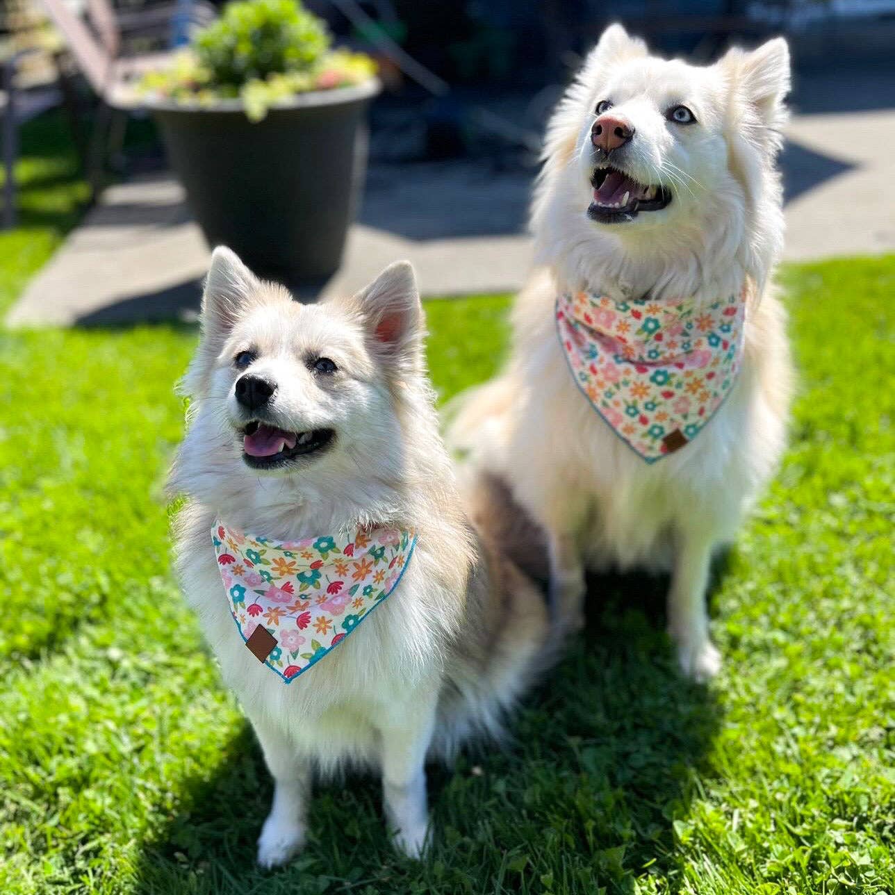 Ice Cream Pet Bandana