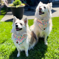 Ice Cream Pet Bandana