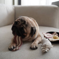 Lambwolf Collective Bfast Set snuffle toy showing textural details and interactive feeding compartments for dogs.