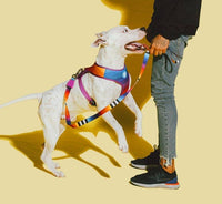 Close-up detail of the Zee.Dog Prisma collar showing vibrant multicolor pattern and hardware finish.