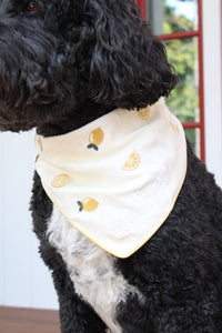 Main Squeeze Dog Bandana